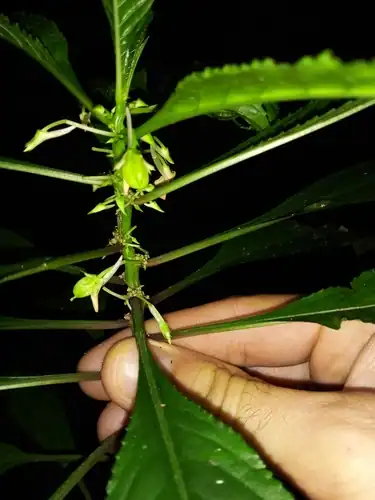 Foto dokumenter Noisettia orchidiflora