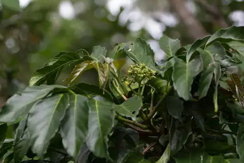 Foto dokumenter Leea philippinensis