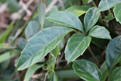 Foto dokumenter Tetrastigma planicaule