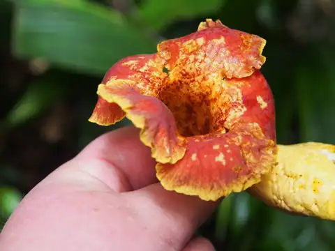 Foto dokumenter Callichlamys latifolia