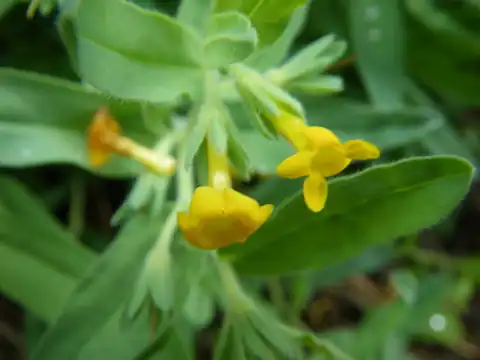 Foto dokumenter Lithospermum californicum