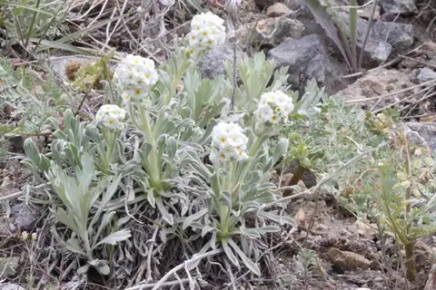 Foto dokumenter Oreocarya humilis