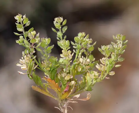 Foto dokumenter Lepidium lasiocarpum