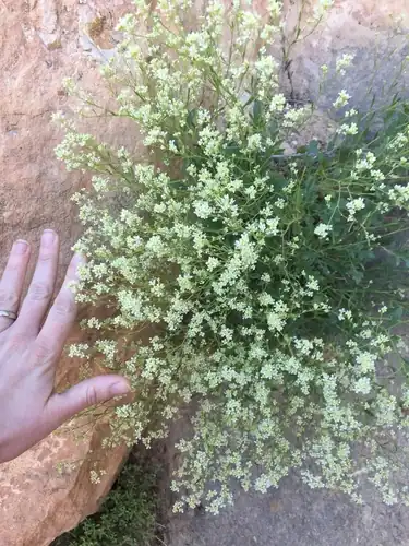 Foto dokumenter Lepidium montanum