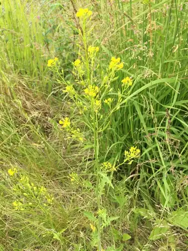 Foto dokumenter Rorippa barbareifolia