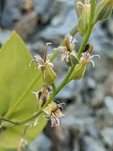 Foto dokumenter Streptanthus drepanoides