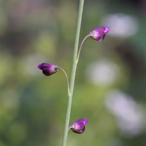 Foto dokumenter Pennellia longifolia