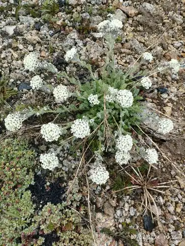 Foto dokumenter Smelowskia calycina