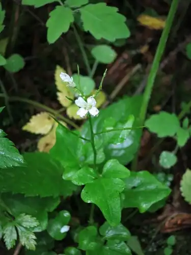 Foto dokumenter Cardamine clematitis