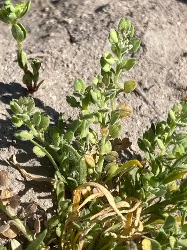 Foto dokumenter Lepidium dictyotum