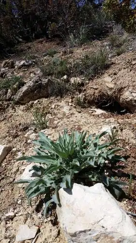 Foto dokumenter Stanleya tomentosa