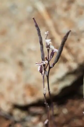 Foto dokumenter Streptanthus batrachopus