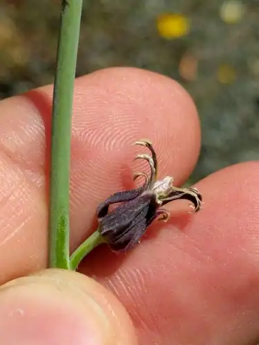 Foto dokumenter Streptanthus breweri