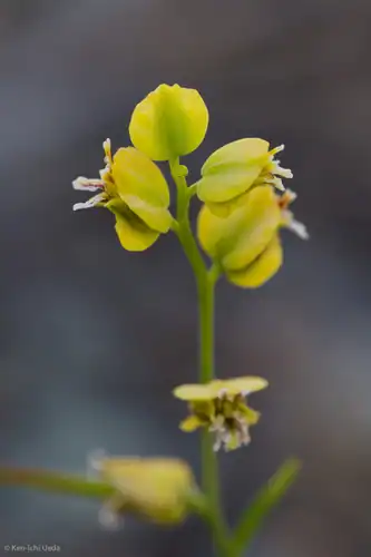 Foto dokumenter Streptanthus polygaloides
