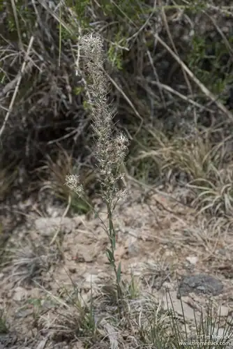 Foto dokumenter Thelypodium crispum