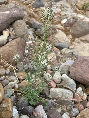 Foto dokumenter Thelypodium texanum