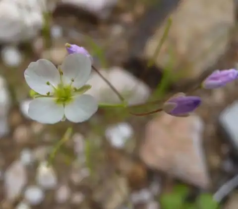 Foto dokumenter Heliophila crithmifolia