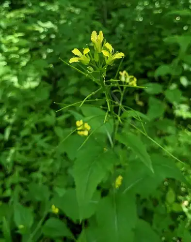 Foto dokumenter Sisymbrium luteum