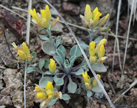 Foto dokumenter Physaria geyeri