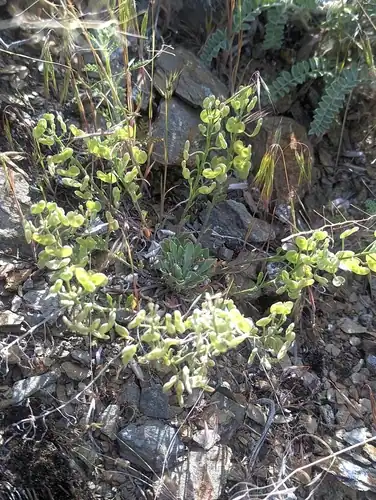 Foto dokumenter Physaria oregona