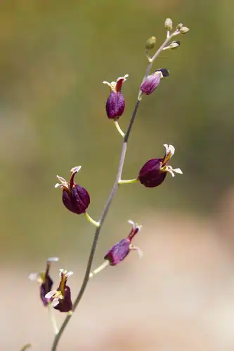 Foto dokumenter Streptanthus glandulosus