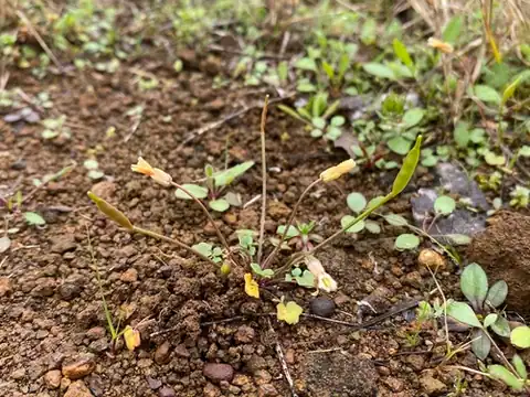 Foto dokumenter Leavenworthia texana