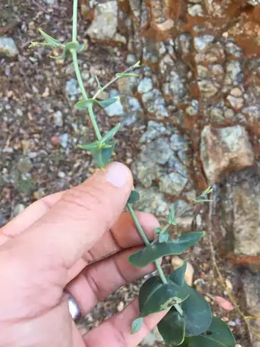 Foto dokumenter Streptanthus morrisonii