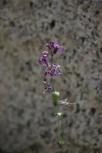 Foto dokumenter Streptanthus fenestratus