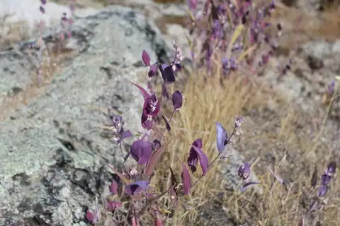 Foto dokumenter Streptanthus farnsworthianus