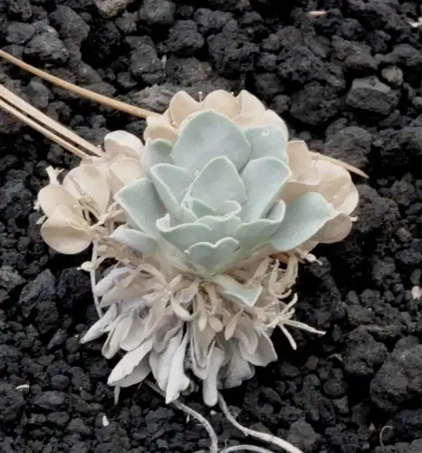 Foto dokumenter Physaria newberryi