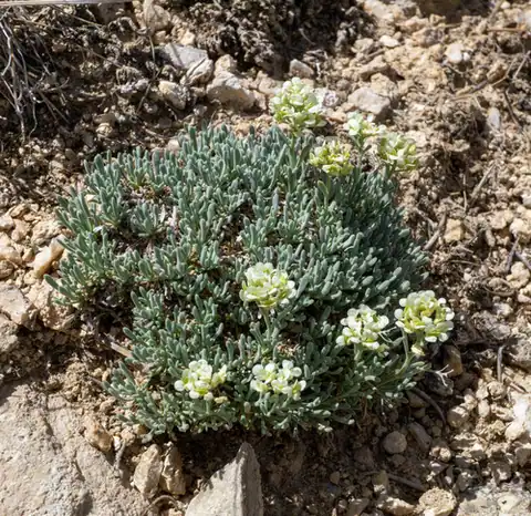 Foto dokumenter Lepidium ostleri