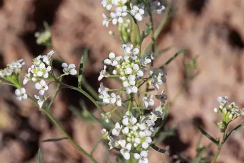 Foto dokumenter Lepidium eastwoodiae