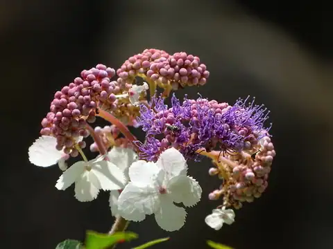 Foto dokumenter Hydrangea aspera