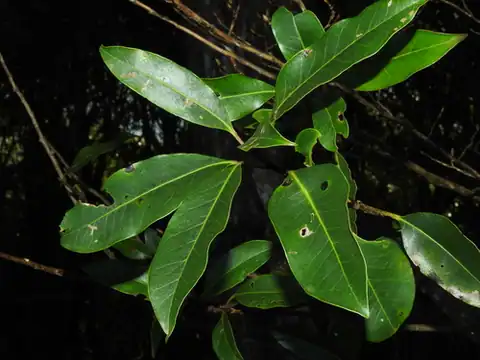 Foto dokumenter Ilex tugitakayamensis