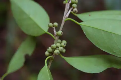 Foto dokumenter Ilex ficoidea