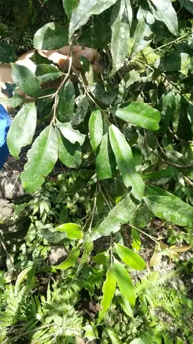 Foto dokumenter Ilex formosana