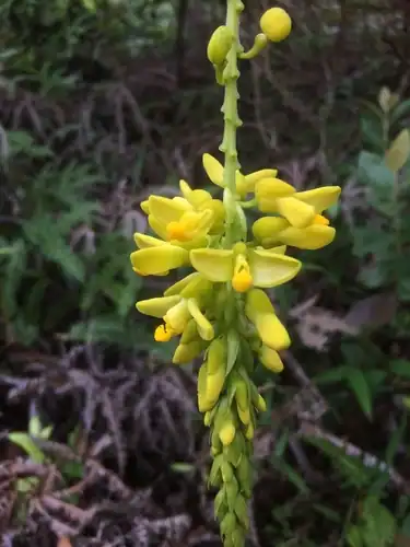 Foto dokumenter Polygala fallax
