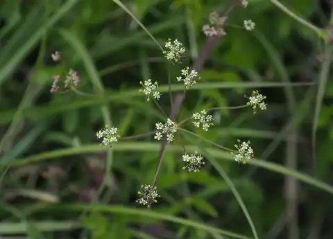 Foto dokumenter Pimpinella niitakayamensis