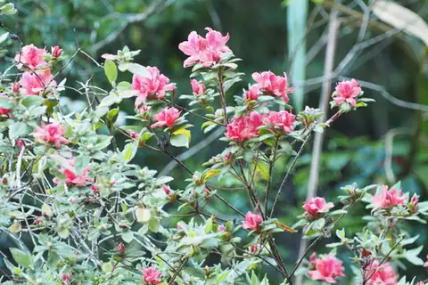 Foto dokumenter Rhododendron oldhamii