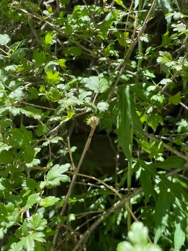 Foto dokumenter Ribes burejense