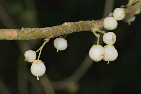 Foto dokumenter Saurauia tristyla