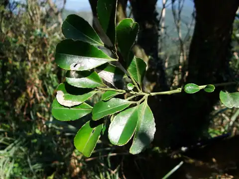 Foto dokumenter Ilex maximowicziana