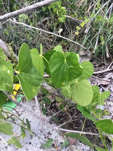 Foto dokumenter Tinospora crispa