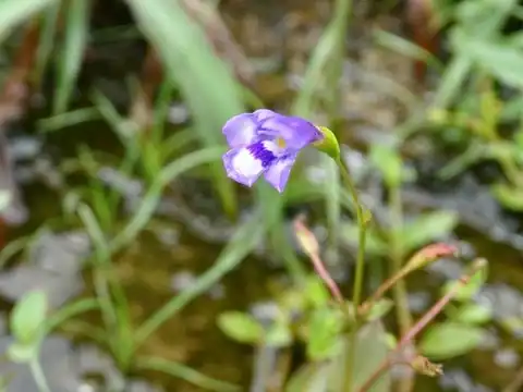 Foto dokumenter Torenia oblonga