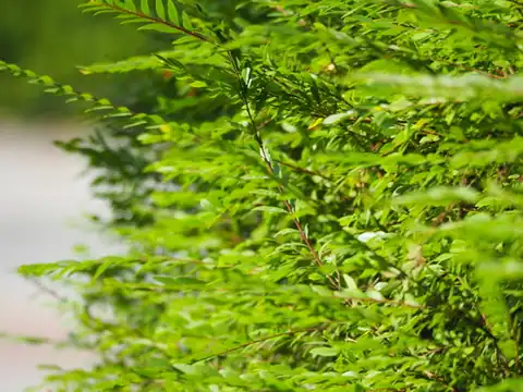 Foto dokumenter Phyllanthus myrtifolius