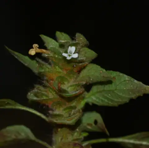 Foto dokumenter Phaulopsis dorsiflora
