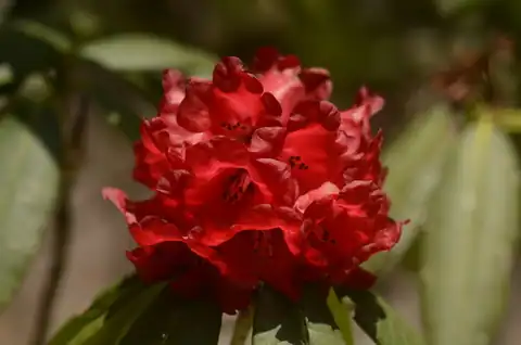 Foto dokumenter Rhododendron barbatum
