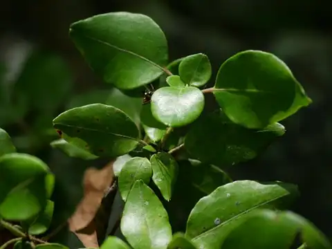 Foto dokumenter Rhododendron ovatum