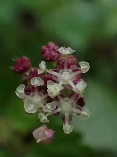 Foto dokumenter Nanocnide japonica