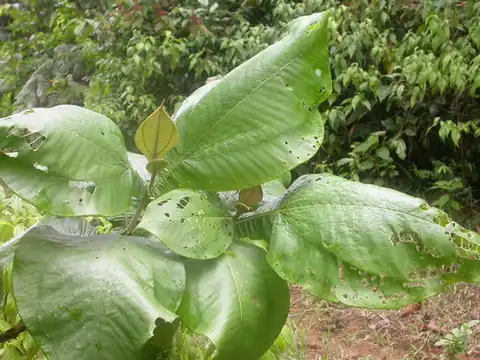 Foto dokumenter Miconia tomentosa